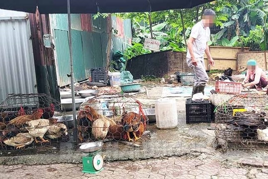 Giết mổ gia cầm tự phát